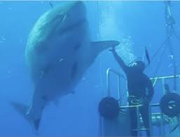shark high five