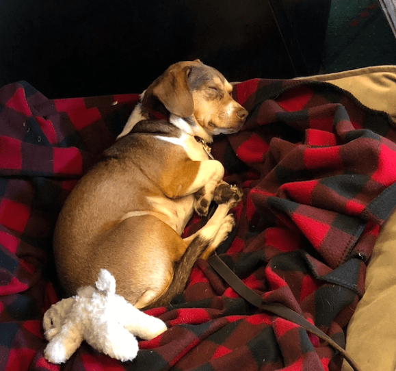 Screen Shot 2019-02-08 at 12.20.06 PM